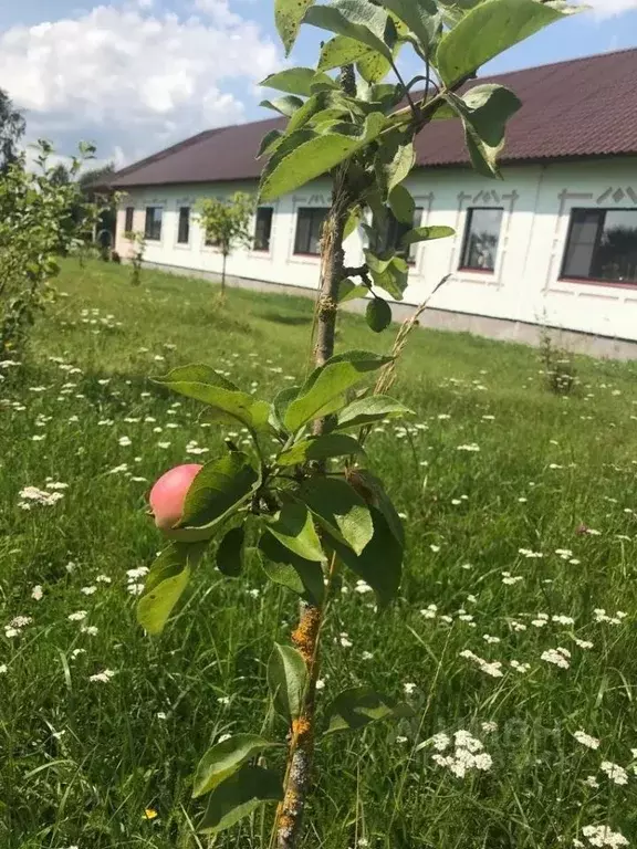 Комната Тверская область, Старицкий муниципальный округ, д. Родня ул. ... - Фото 2
