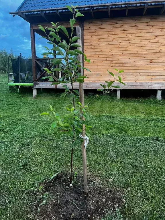 Дом 36 м на участке 11 сот. - Фото 0