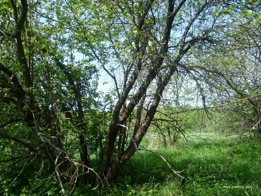 Участок в Рязанская область, Сапожковский район, Березниковское с/пос, ... - Фото 1