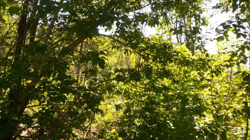 Участок в Самарская область, Самара просека 6-я (7.5 сот.) - Фото 2