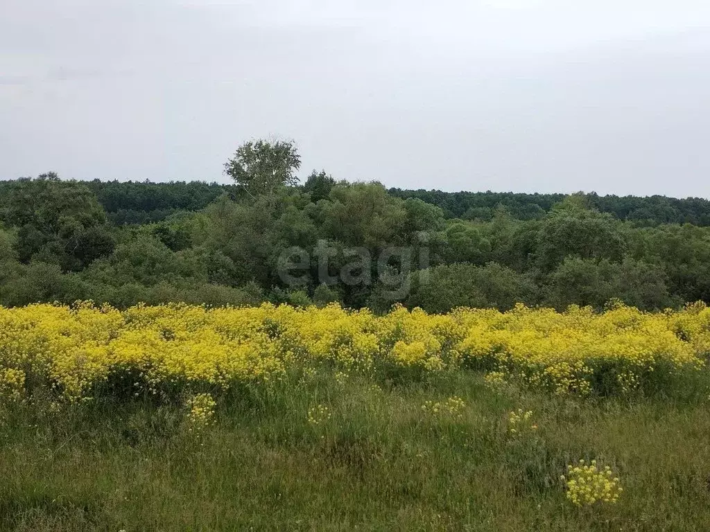 Участок в Мордовия, Старошайговский район, Новоакшинское с/пос, с. ... - Фото 1