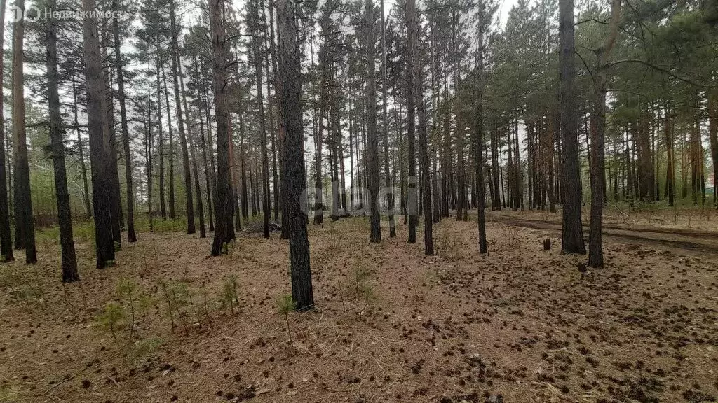 Участок в Читинский район, село Смоленка (8.1 м) - Фото 1