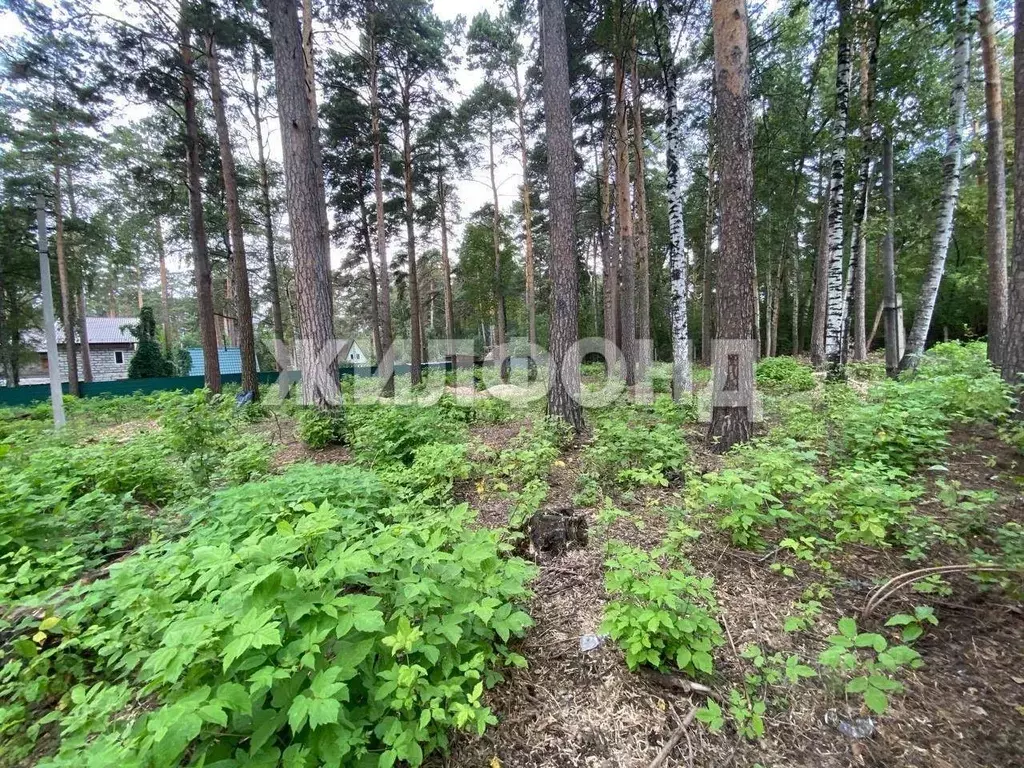 Участок в Новосибирская область, Новосибирский район, Мочищенский ... - Фото 0