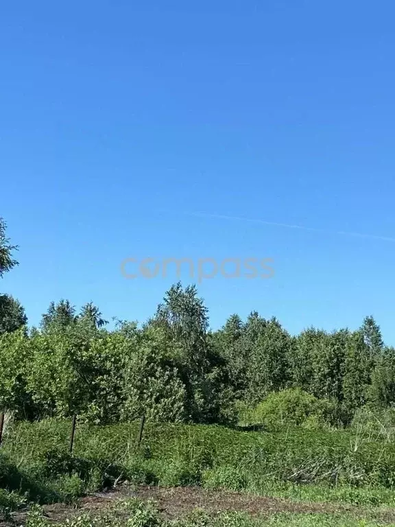 Участок в Тюменская область, Нижнетавдинский район, У Сосны ... - Фото 1