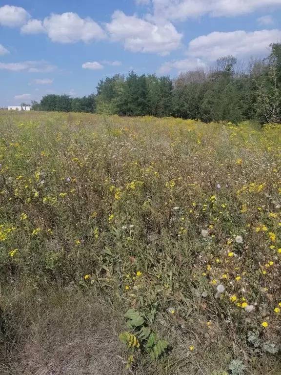 Участок в Белгородская область, Белгород пер. 4-й Ясный (5.0 сот.) - Фото 1