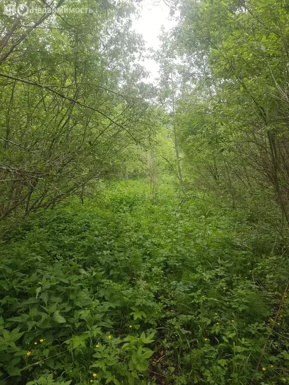 Участок в Ленинградская область, Бокситогорск (20 м) - Фото 1