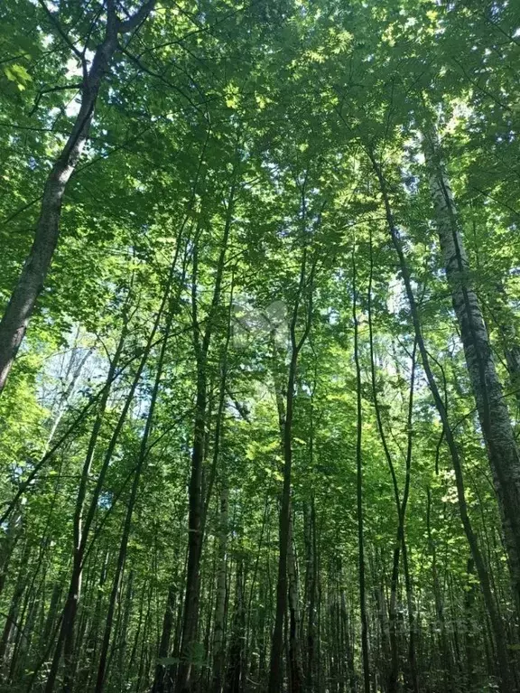 Участок в Ленинградская область, Лужский район, Мшинское с/пос, ... - Фото 1