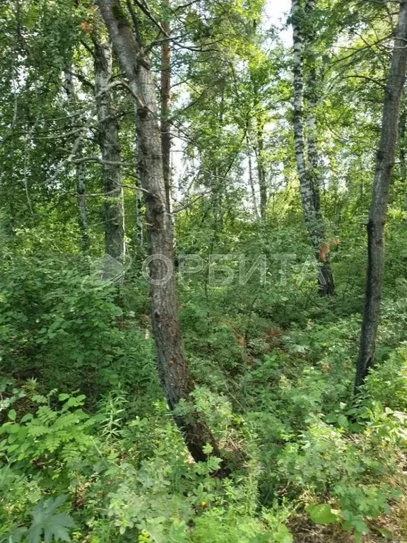 Участок в Тюменская область, Тюмень ул. Угорская (10.0 сот.) - Фото 2