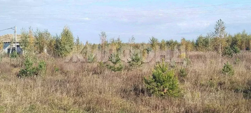 Участок в Новосибирская область, Колывань рп ул. Трактовая (10.0 сот.) - Фото 1