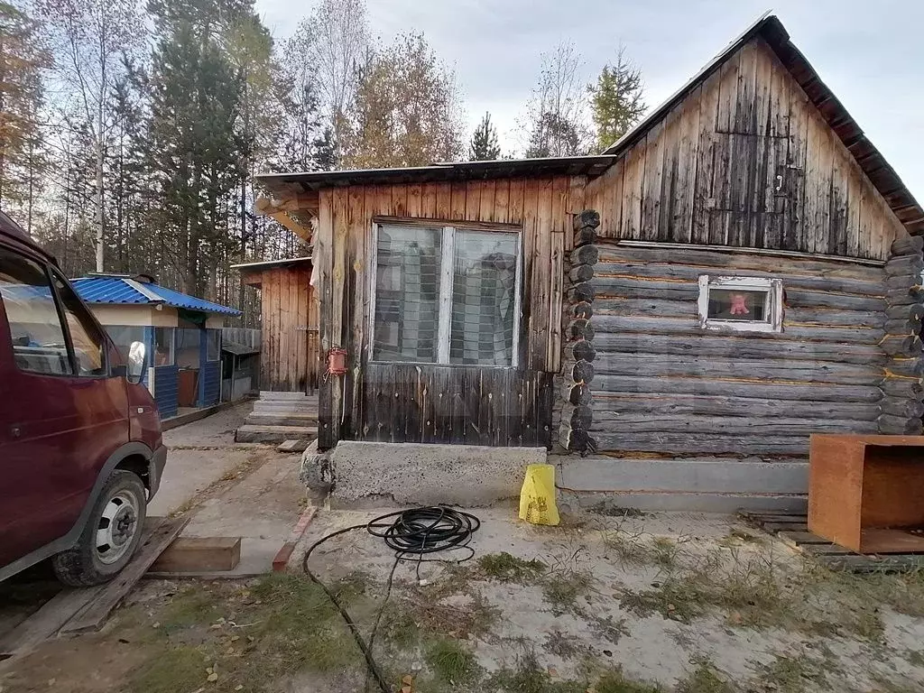 Земля ноябрьск. Берёзы в Ноябрьске.