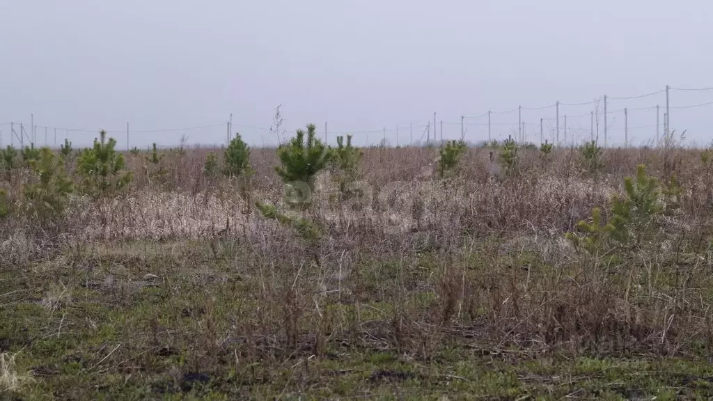 Участок в Тюменская область, Тюменский муниципальный округ, д. ... - Фото 1