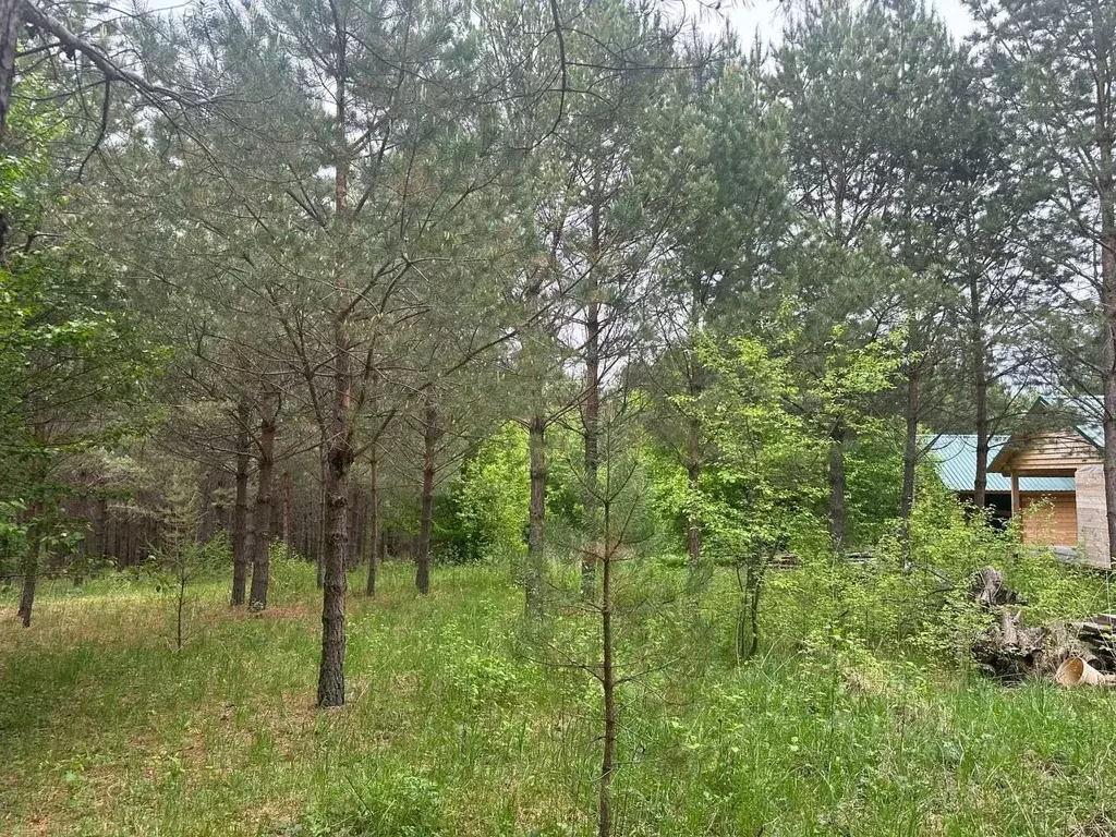 Участок в Алтай, Чемальский район, Аносинское с/пос  (12.0 сот.) - Фото 1