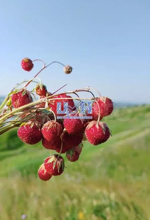 Участок 10 сот. (ИЖС) - Фото 0