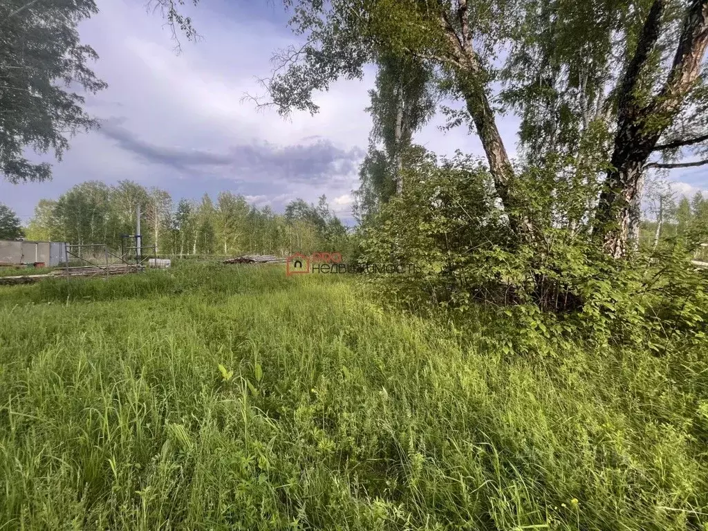 Участок в Новосибирская область, Новосибирский район, с. Толмачево ... - Фото 1