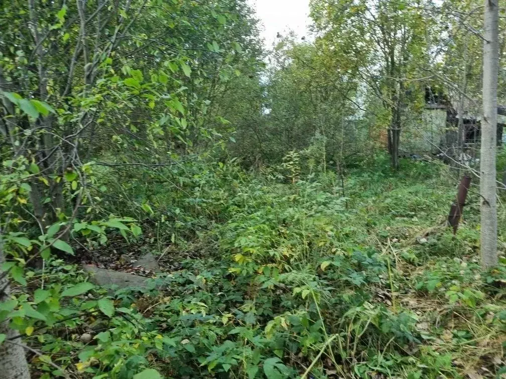 Участок в Ленинградская область, Тосненский район, Красноборское ... - Фото 1