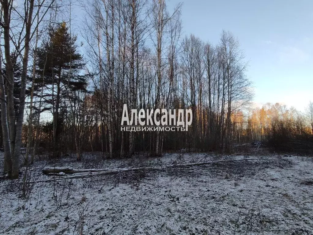 Участок в Ленинградская область, Приозерский район, Ларионовское ... - Фото 1