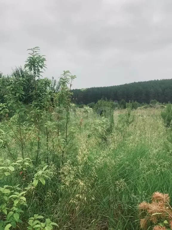 Участок в Свердловская область, Каменский муниципальный округ, с. ... - Фото 1