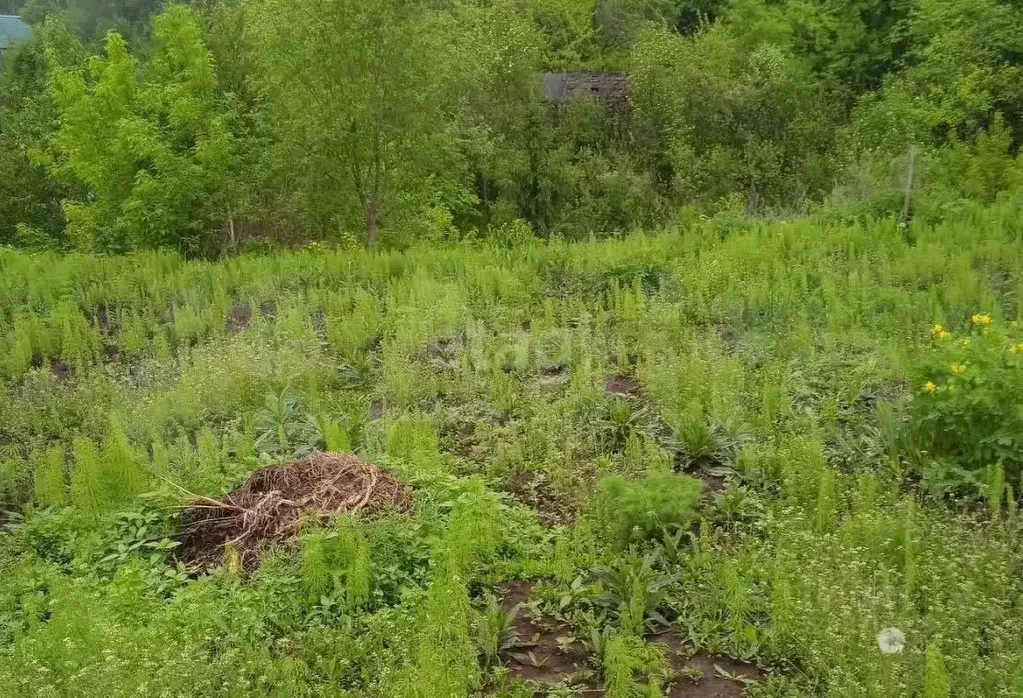 Участок в Пермский край, Пермский муниципальный округ, № 215 СНТ  ... - Фото 1