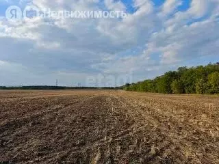 Участок в Милютинский район, Николо-Берёзовское сельское поселение, ... - Фото 0