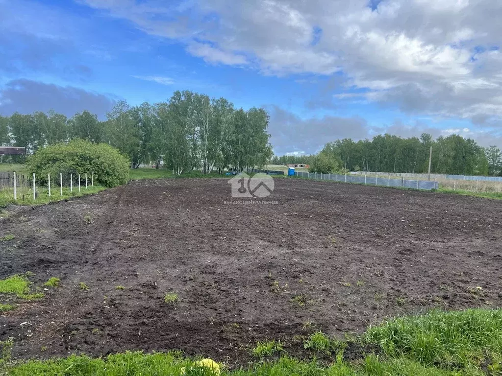 Участок в Новосибирская область, Коченевский район, д. Буньково ... - Фото 1