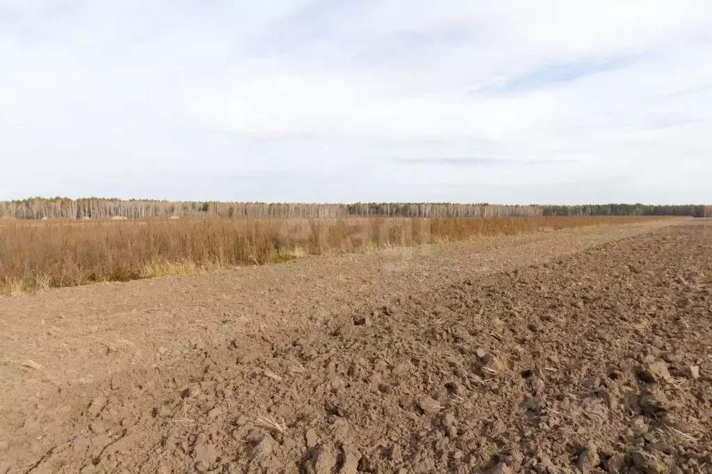 Участок в Тюменская область, Тюменский муниципальный округ, Каменское ... - Фото 1