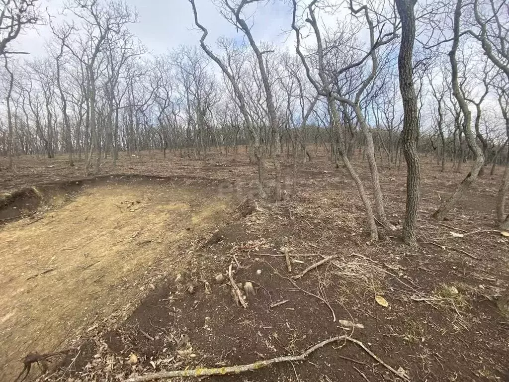 Участок в Краснодарский край, Анапа (56 м) - Фото 1