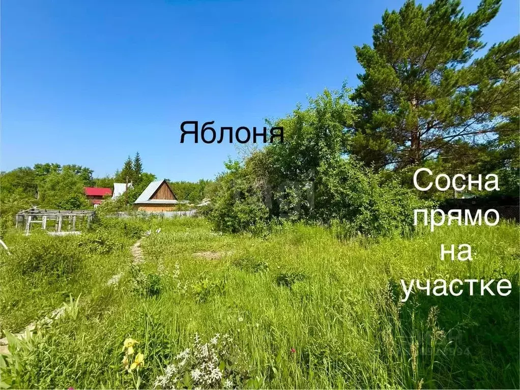 Участок в Новосибирская область, Новосибирск Пенсионер СНТ, 186А (7.0 ... - Фото 0