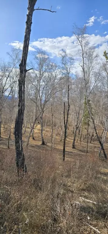 Участок в Забайкальский край, Читинский район, Смоленское с/пос  (99.0 ... - Фото 1