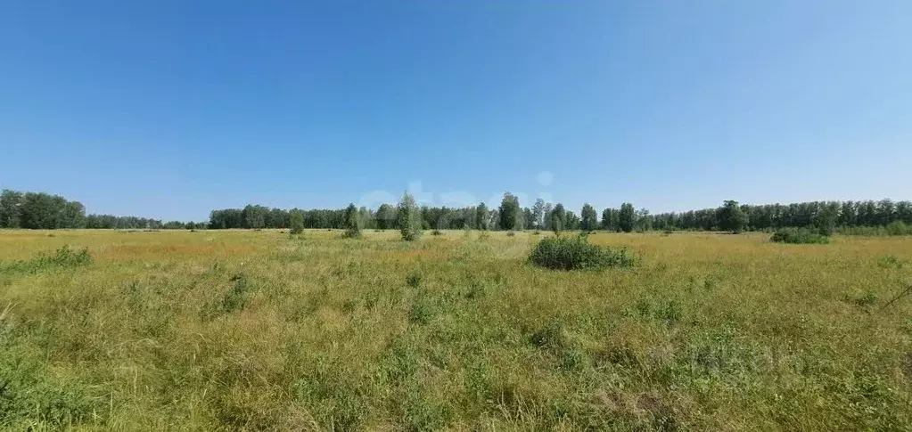Участок в Омская область, Омский район, с. Усть-Заостровка  (8.53 ... - Фото 1