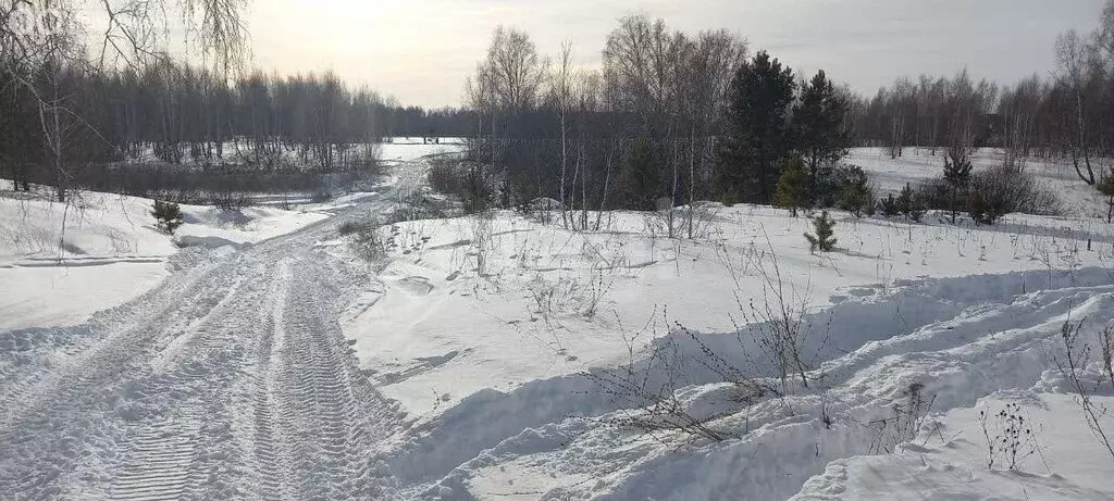 Участок в Курганская область, Кетовский муниципальный округ, НДПК ... - Фото 2