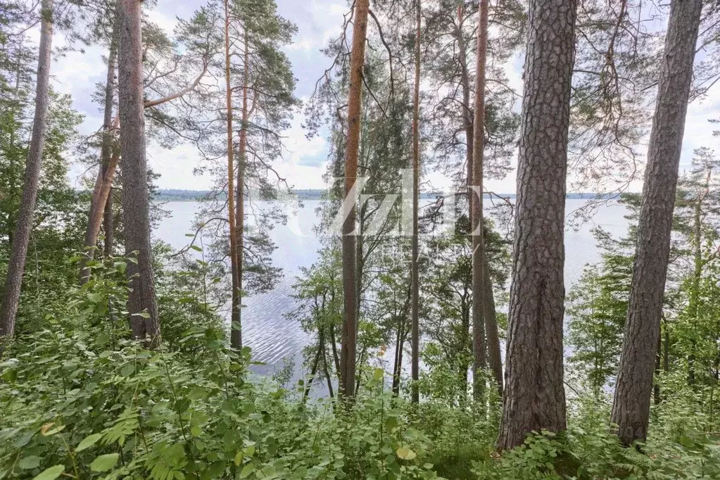 Участок в Ленинградская область, Всеволожский район, Куйвозовское ... - Фото 1