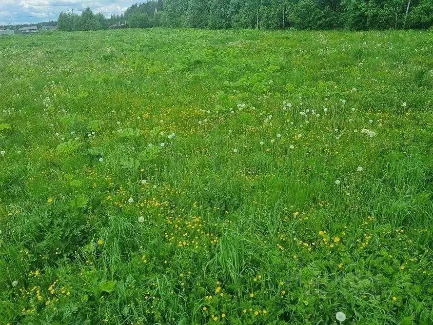 Участок в Московская область, Щелково городской округ, Лесной кв-л ул. ... - Фото 2