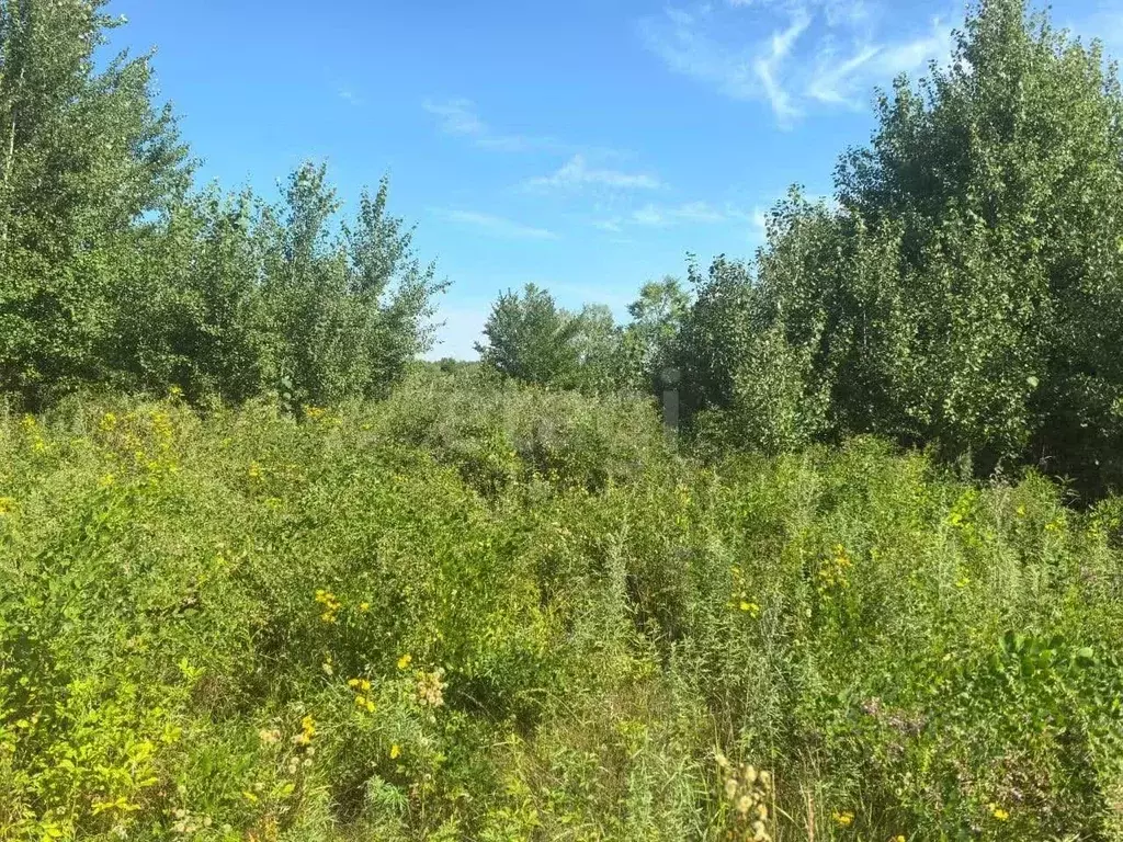 Участок в Амурская область, Благовещенский район, с. ... - Фото 2