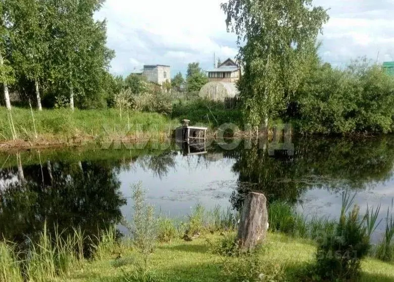 Участок в Новосибирская область, Колыванский район, Калина красная ... - Фото 1
