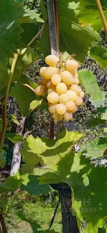 Дом в Брянская область, Брянский район, Снежское с/пос, с. Толмачево, ... - Фото 1