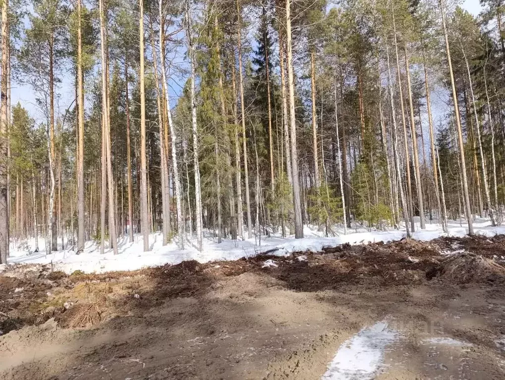 Участок в Коми, Сыктывкар городской округ, Верхняя Максаковка пгт, ... - Фото 0
