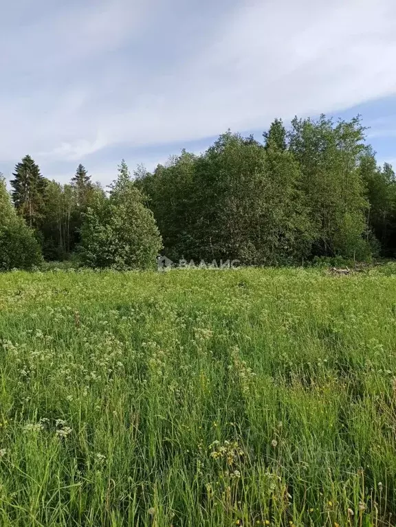 Участок в Ленинградская область, Кировский район, Шумское с/пос, Живой ... - Фото 2