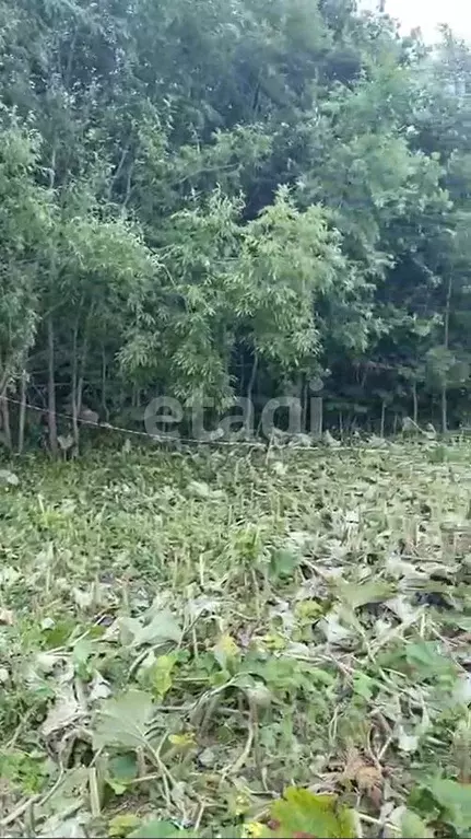 Участок в Сахалинская область, Южно-Сахалинск городской округ, с. ... - Фото 1