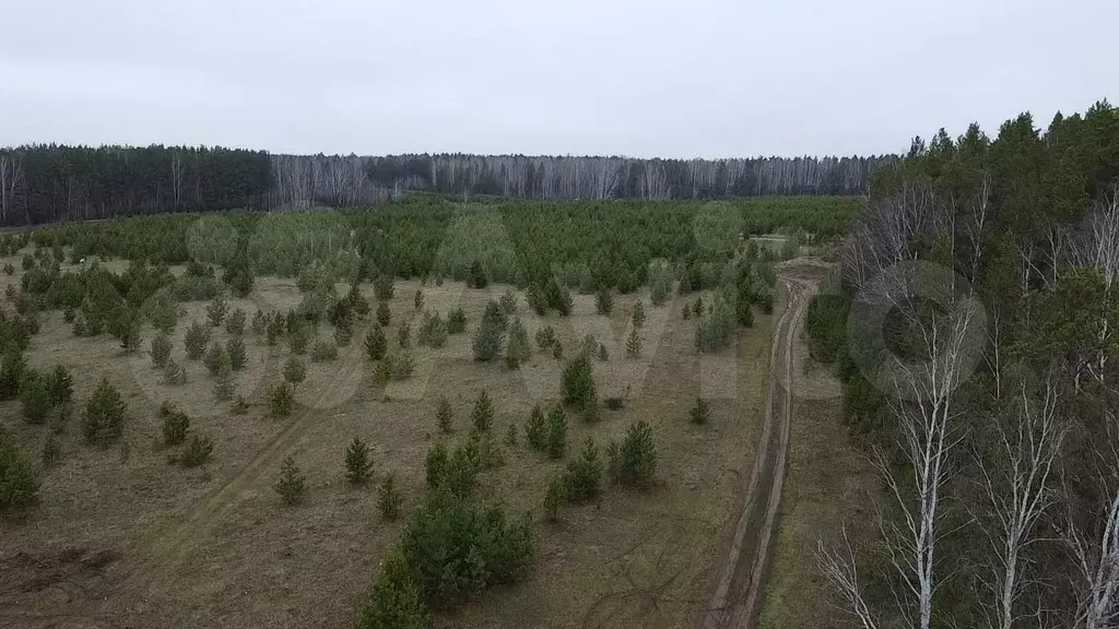 Участок 5 сот. (СНТ, ДНП) - Фото 1