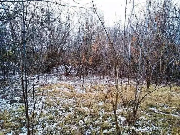 Участок в Воронежская область, Новоусманский район, с. Бабяково ... - Фото 1