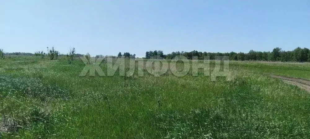 Участок в Алтайский край, Павловский район, пос. Прутской  (15.0 сот.) - Фото 1