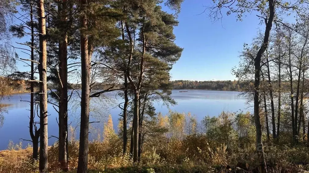 Участок в Ленинградская область, Всеволожский район, Куйвозовское ... - Фото 1