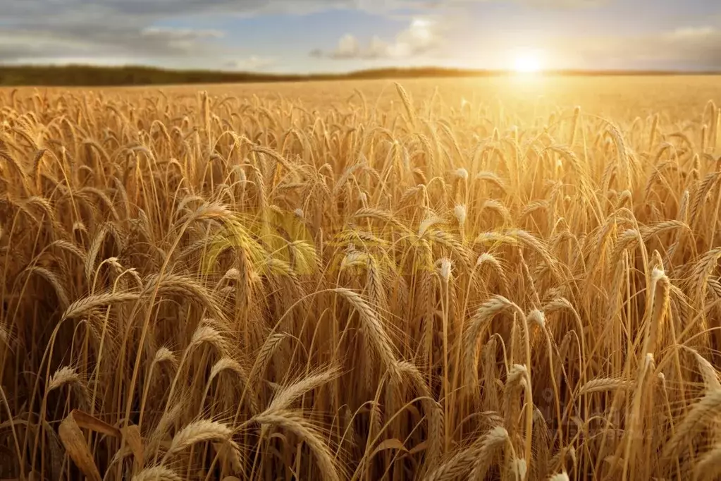 Участок в Краснодарский край, Темрюкский район, пос. Сенной ул. Мира, ... - Фото 1