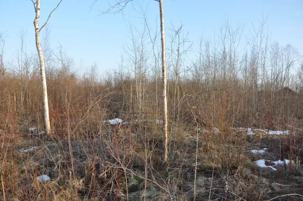 Участок в Новгородская область, Чудово ул. Рябиновая (16.0 сот.) - Фото 1