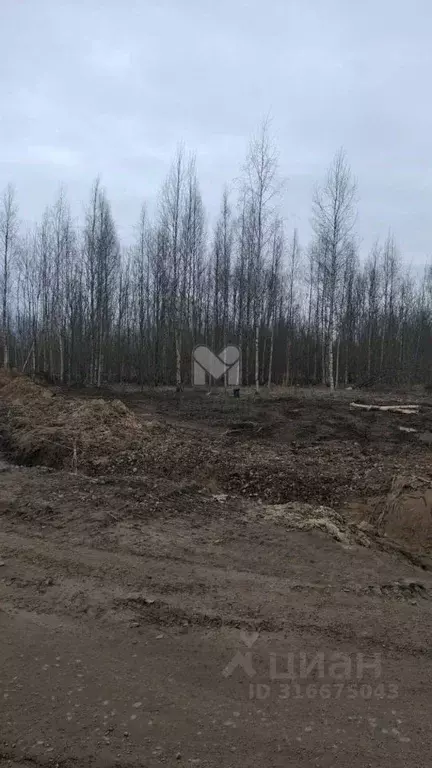 Участок в Ленинградская область, Всеволожск  (8.97 сот.) - Фото 1