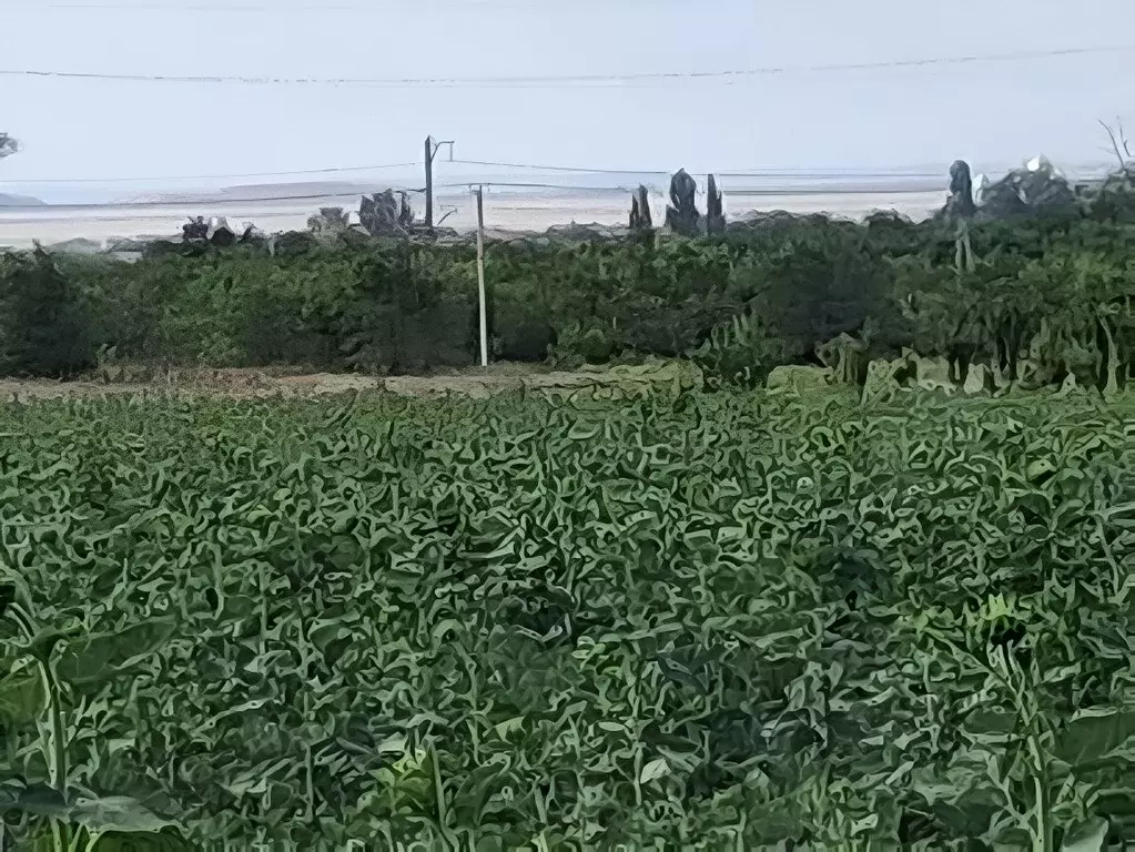 Участок в Краснодарский край, Анапа муниципальный округ, пос. ... - Фото 1
