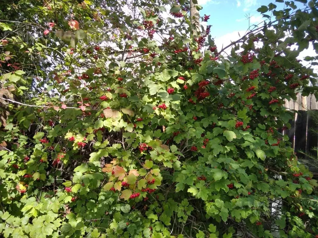 Купить Дом Дачу Усолье Сибирское Снт Здоровье