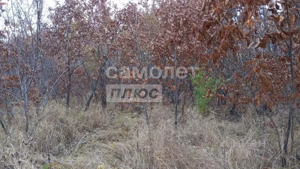Участок в Еврейская автономная область, Смидовичский район, Березка ... - Фото 1