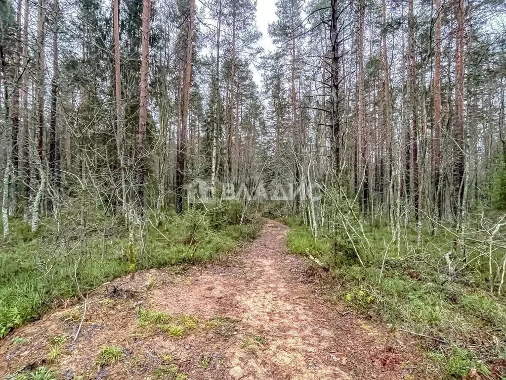 Участок в Ленинградская область, Выборгский район, Рощино пгт  (10.0 ... - Фото 1