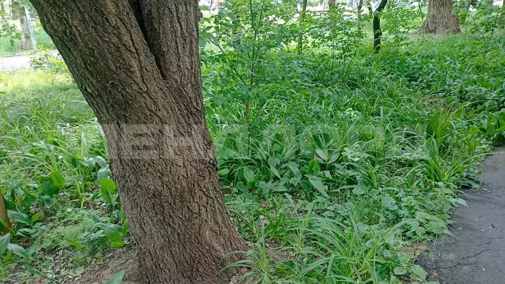 Участок в Ростовская область, Азовский район, с. Пешково ул. ... - Фото 1